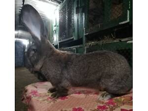 Бельгійський велетень; Обр; Фландрія