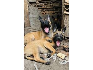 Бельгійська вівчарка малинуа