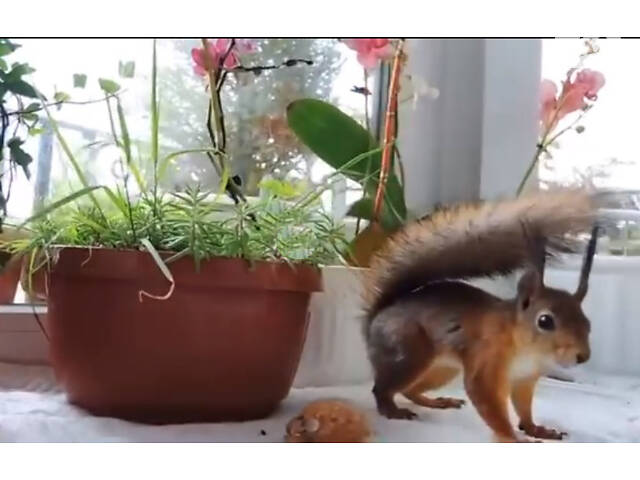 Білка Кривий Ріг Нікополь продаж - Фото 2