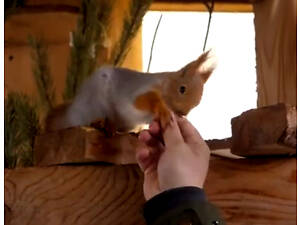 Білка Кривий Ріг Нікополь продаж