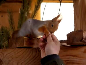 Білка Кривий Ріг Нікополь продаж