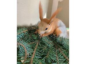 Білку купити Дніпро