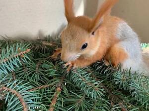 Білку купити Дніпро