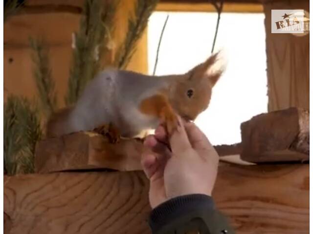 Білка купити продаж Україна - Фото 2