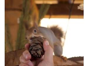 Білка купити продаж Україна