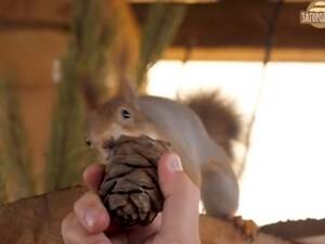 Білка купити продаж Україна