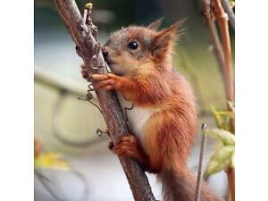 Білка Полтава Кременчук купити.