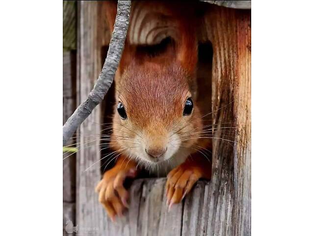 Білка Полтава Кременчук купити. - Фото 2