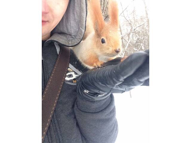 Білка вивірка,векша (європейська та сибірська) Запоріжжя,Україна - Фото 4