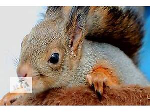 Білка вивірка,векша (європейська та сибірська) Запоріжжя,Україна