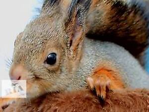 Білка вивірка,векша (європейська та сибірська) Запоріжжя,Україна