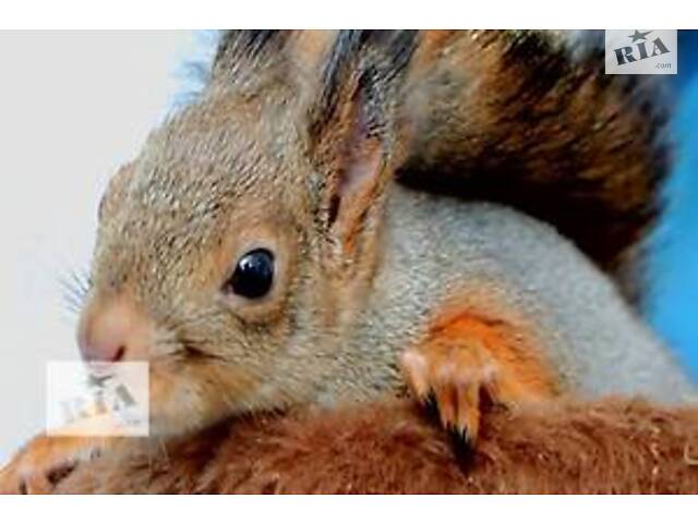 Білка вивірка,векша (європейська та сибірська) Запоріжжя,Україна - Фото 1