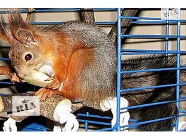 Білка вивірка,векша (європейська та сибірська) Запоріжжя,Україна - Фото 2