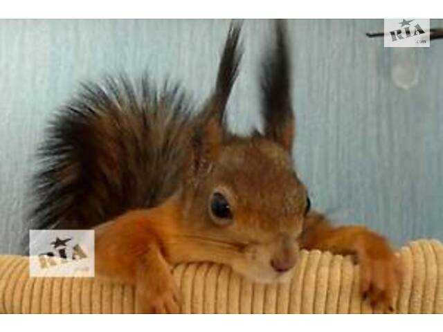 Білка вивірка,векша (європейська та сибірська) Запоріжжя,Україна - Фото 3