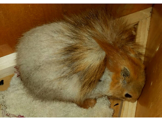 Білка-звірок на долоньці - Фото 2