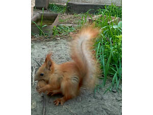 Білка-звірок на долоньці