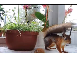 Білки. Купити в Одесі.