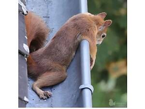 Білки Львів Вінниця купити продаж