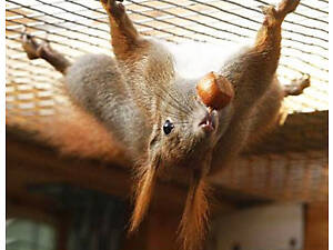 Білки завжди в наявності.Звір на долоні