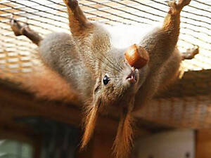 Білки завжди в наявності.Звір на долоні