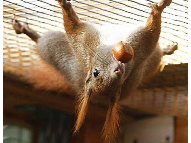 Білки завжди в наявності.Звір на долоні - Фото 1