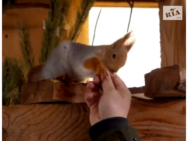 Білки завжди в наявності.Звір на долоні - Фото 3