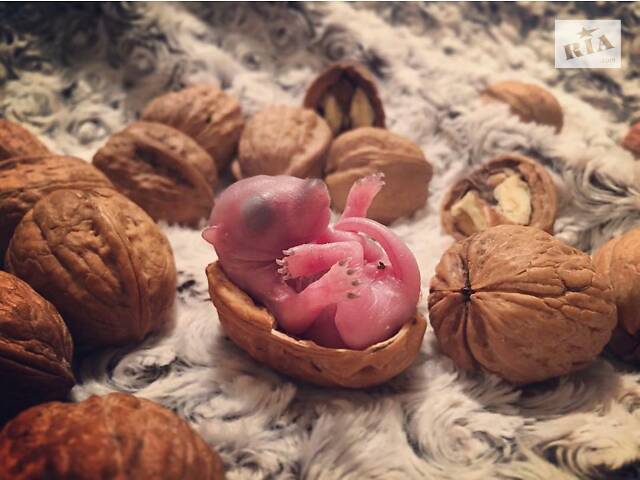 Білки завжди в наявності.Звір на долоні - Фото 2