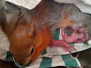 Білки у Запоріжжі, доставка, консультації, продаж