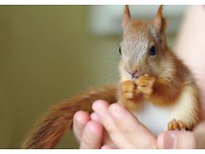 Білки європейські декоративні