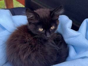 Кошенята в хорошие руки