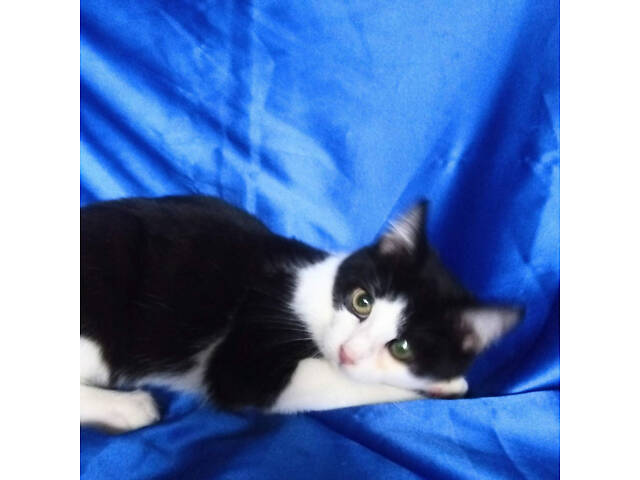 Котята-очаровашки, 3 мес. - Фото 4