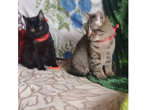 Котята-очаровашки, 3 мес.