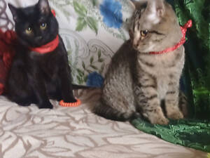 Котята-очаровашки, 3 мес.