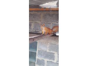 Білочки домашні