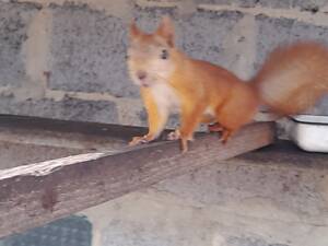 Білочки домашні