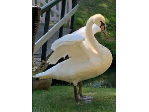 Белый декоративный лебедь, элегантный и здоровый
