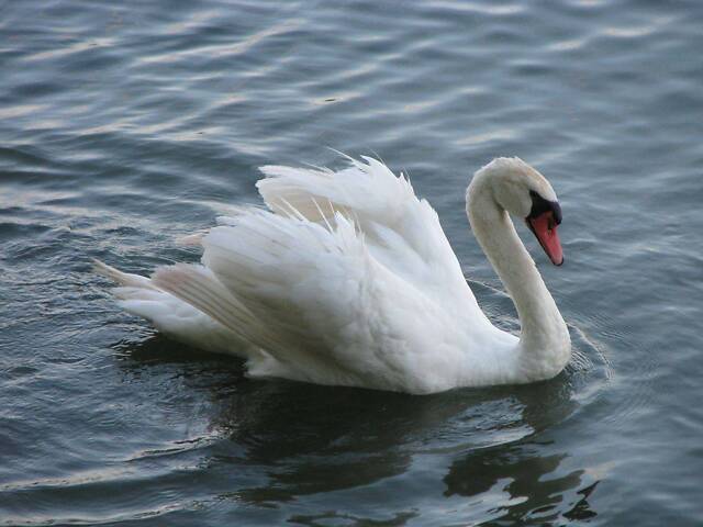 Белый декоративный лебедь, элегантный и здоровый - Фото 2