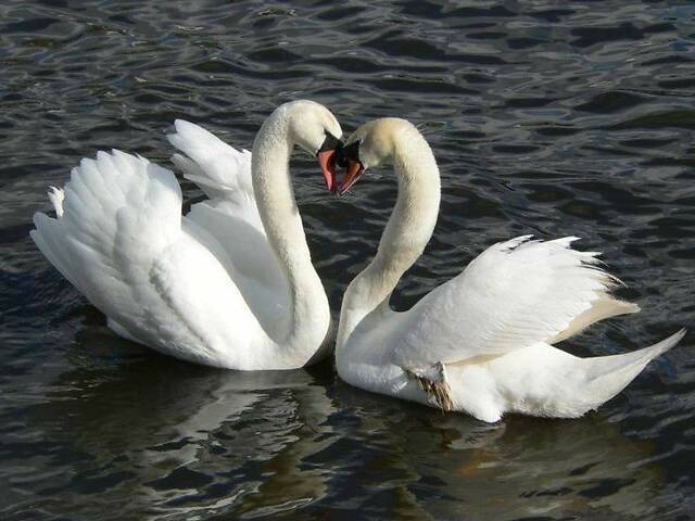 Белый декоративный лебедь, элегантный и здоровый - Фото 3