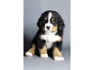 Бернський зенненхунд