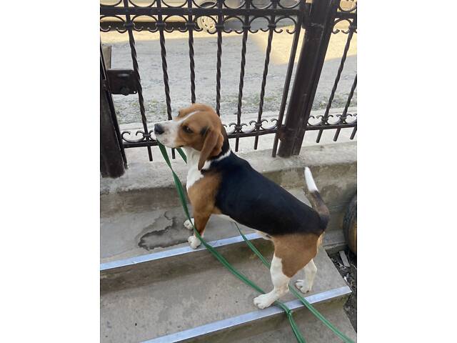 Бігль для в’язки - Фото 4