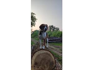 Бігль для в‘язки