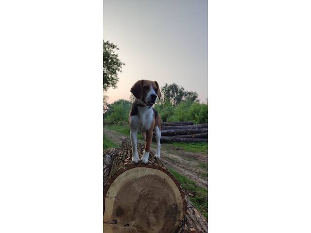 Бігль для в’язки - Фото 1