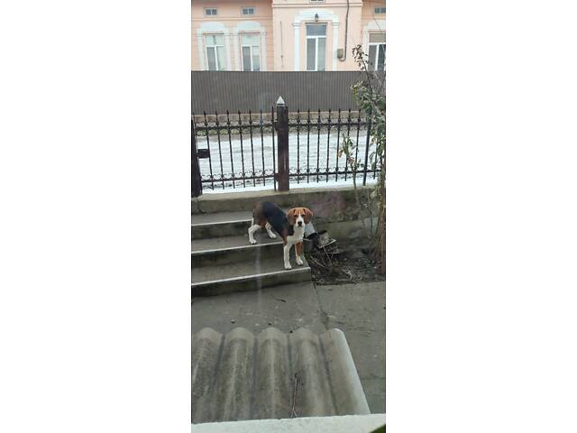 Бігль для в’язки - Фото 3