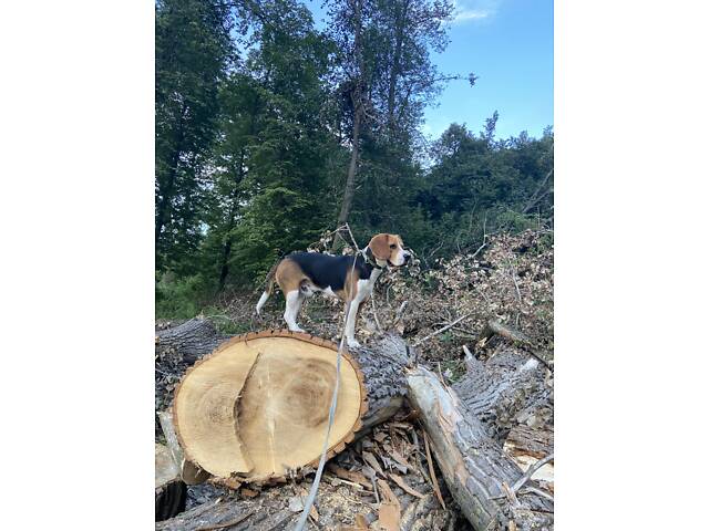 Бігль для в’язки - Фото 2