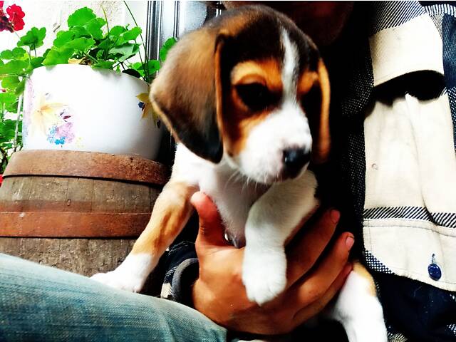 Бігль для в’язки - Фото 5