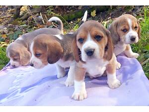Бігль. Цуценята.