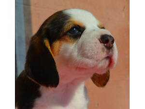 Біглі від батьків чемпіонів. Документи київського клубу, чіповані.