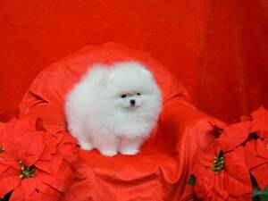 Белая девочка Померанский шпиц, мини. КСУ/FCI.