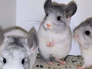 Білі дівчатка шиншили