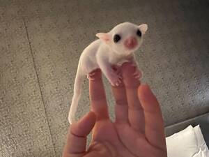 Белые сахарные суммы, сумчатая белка летяга